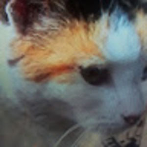 Meet your Posher, Norma arceo